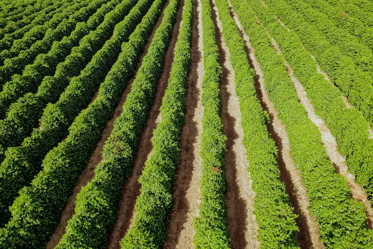 Vista aérea de lavoura de café em linhas.