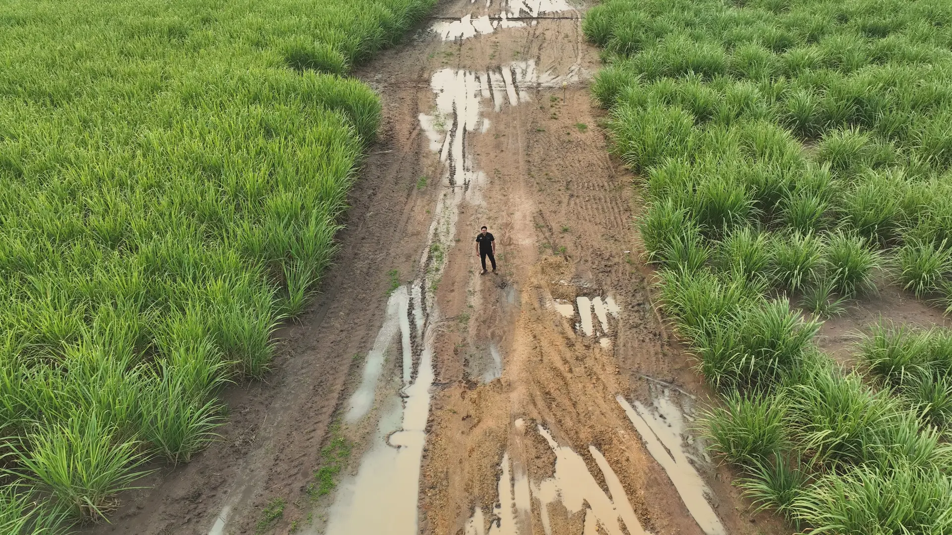 Produção de forragem em escala no campo